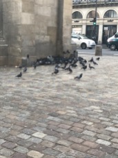 Rude pigeons